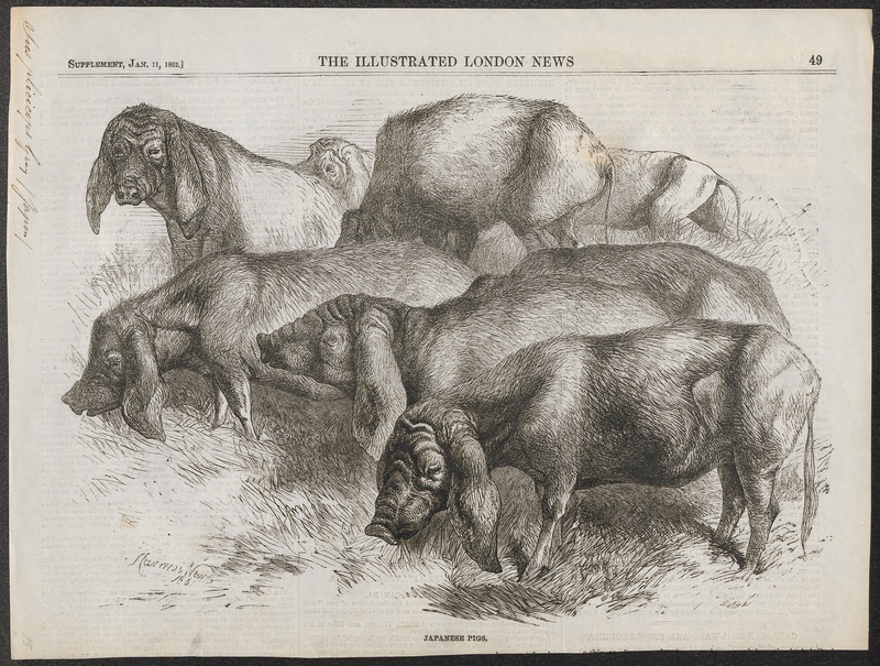 wild boar (Sus scrofa leucomystax); DISPLAY FULL IMAGE.