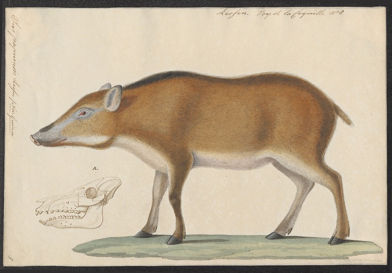 wild boar (Sus scrofa); DISPLAY FULL IMAGE.