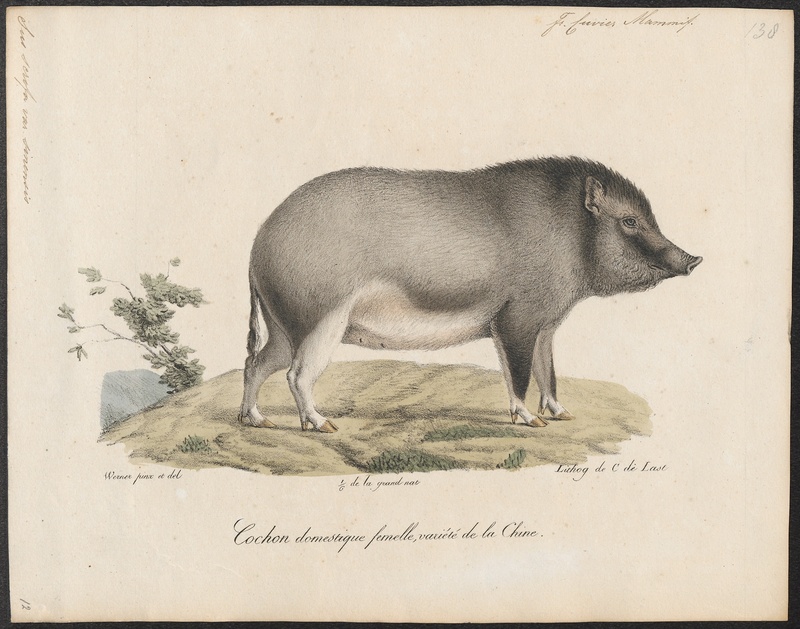 wild boar (Sus scrofa); DISPLAY FULL IMAGE.