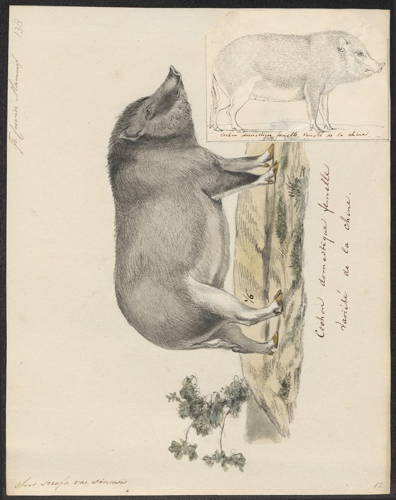 wild boar (Sus scrofa); DISPLAY FULL IMAGE.