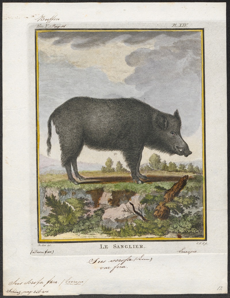 wild boar (Sus scrofa); DISPLAY FULL IMAGE.