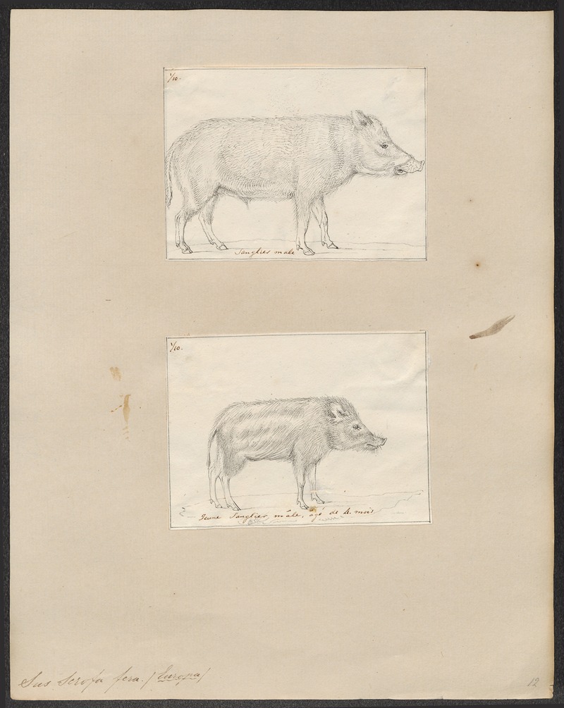 wild boar (Sus scrofa); DISPLAY FULL IMAGE.