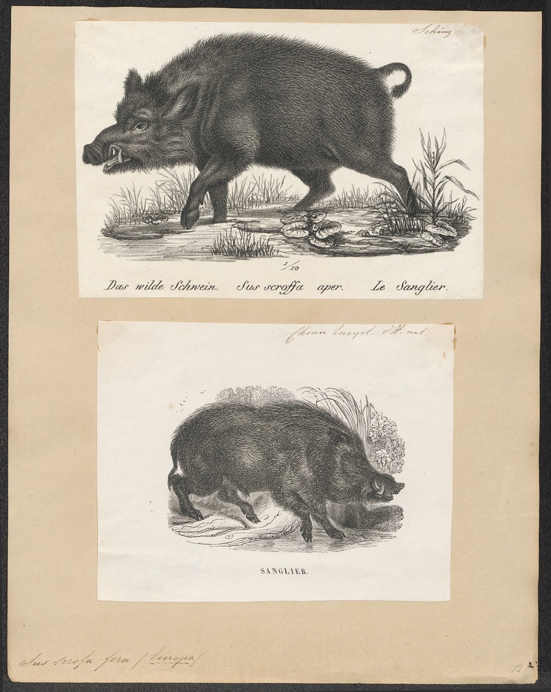 wild boar (Sus scrofa); DISPLAY FULL IMAGE.