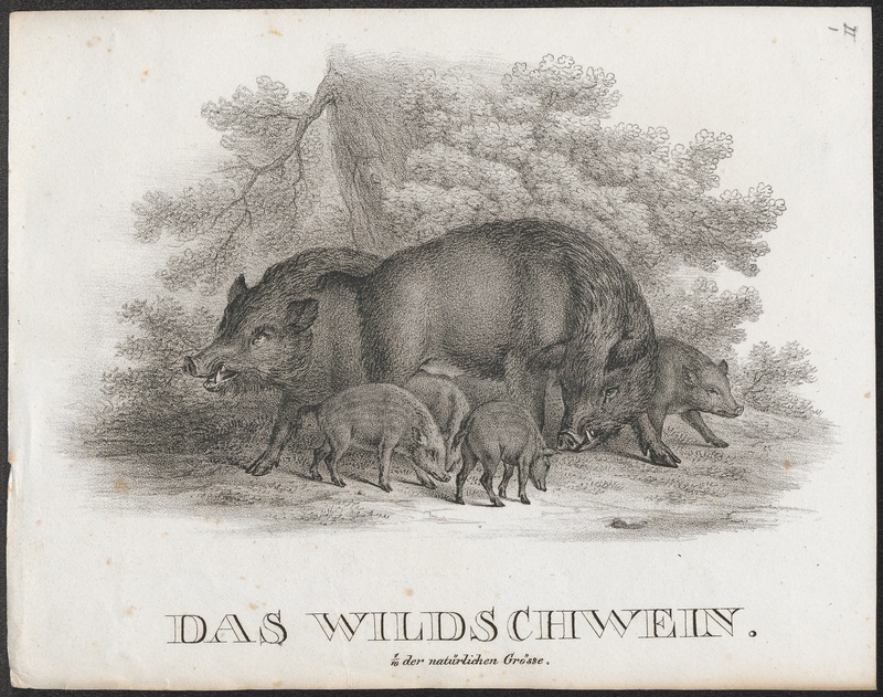 wild boar (Sus scrofa); DISPLAY FULL IMAGE.