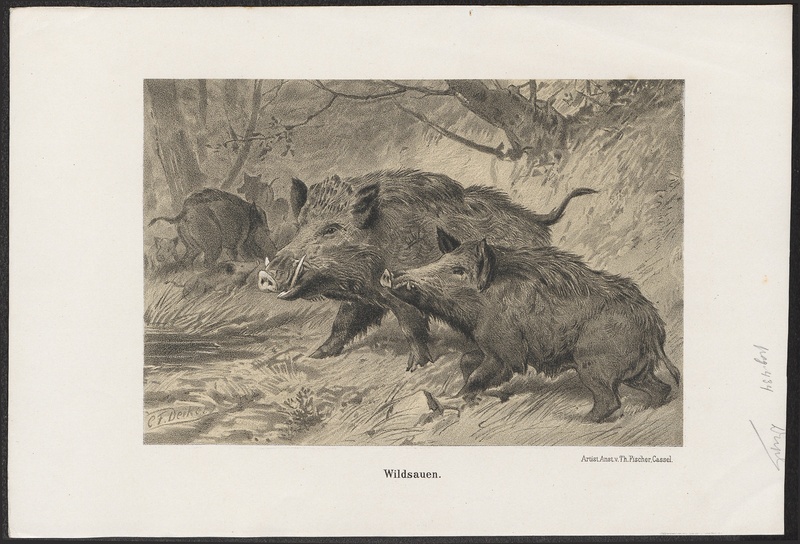 wild boar (Sus scrofa); DISPLAY FULL IMAGE.