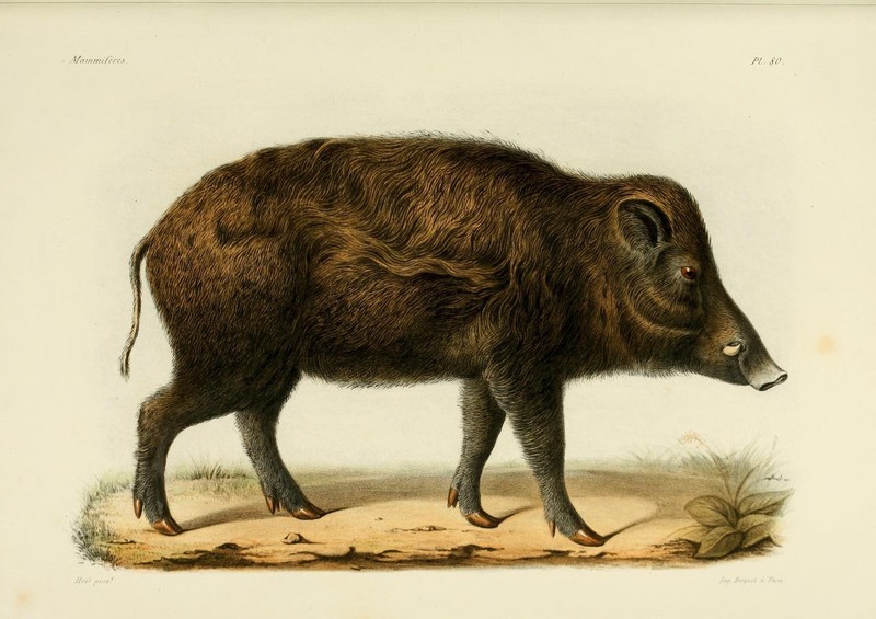 wild boar (Sus scrofa); DISPLAY FULL IMAGE.