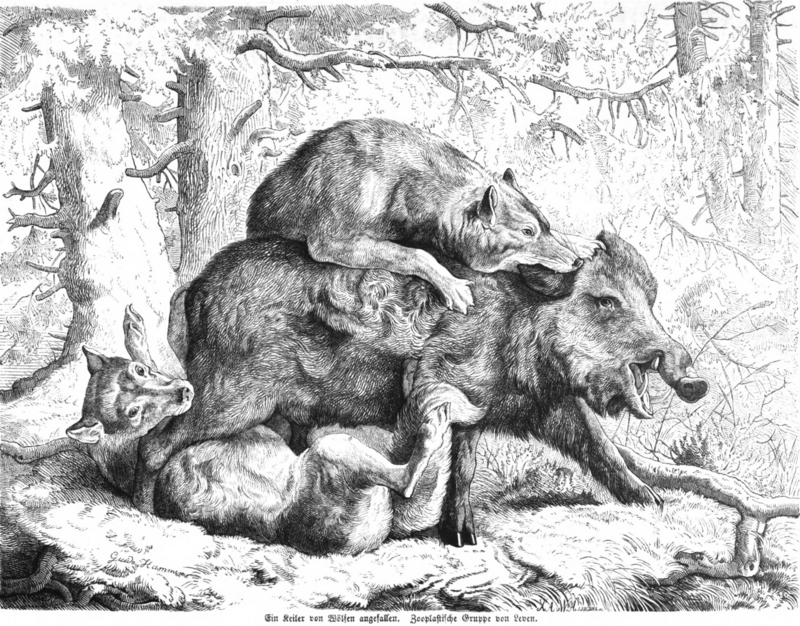 wild boar (Sus scrofa); DISPLAY FULL IMAGE.
