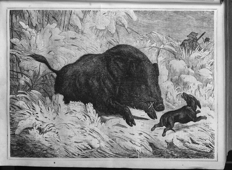 wild boar (Sus scrofa); DISPLAY FULL IMAGE.