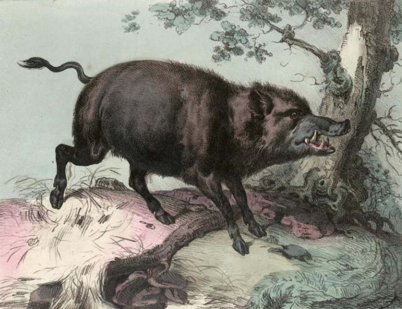 wild boar (Sus scrofa); DISPLAY FULL IMAGE.