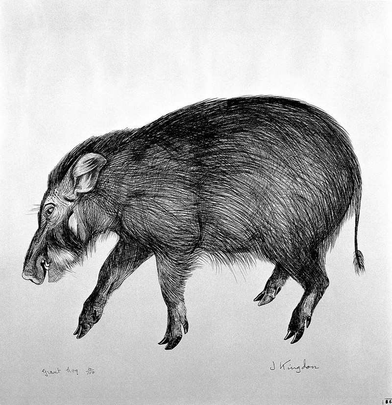 wild boar (Sus scrofa); DISPLAY FULL IMAGE.