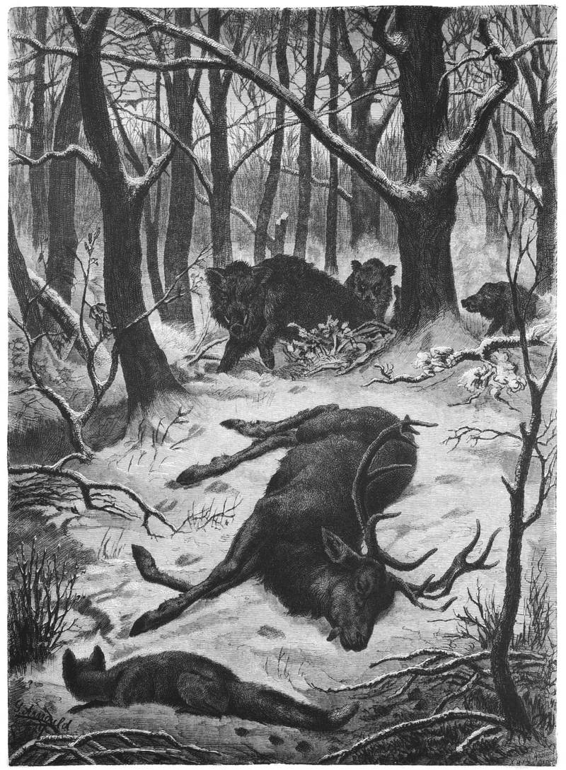 wild boar (Sus scrofa); DISPLAY FULL IMAGE.