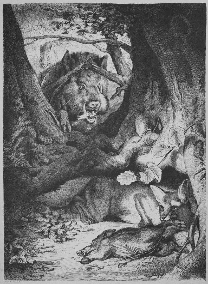 wild boar (Sus scrofa); DISPLAY FULL IMAGE.