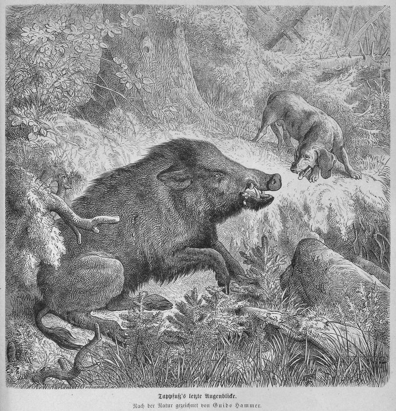 wild boar (Sus scrofa); DISPLAY FULL IMAGE.