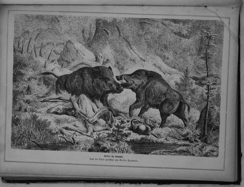 wild boar (Sus scrofa); DISPLAY FULL IMAGE.