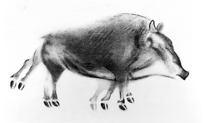 wild boar (Sus scrofa); DISPLAY FULL IMAGE.