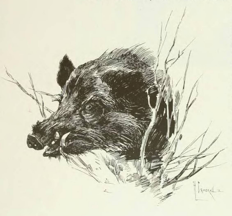 wild boar (Sus scrofa); DISPLAY FULL IMAGE.