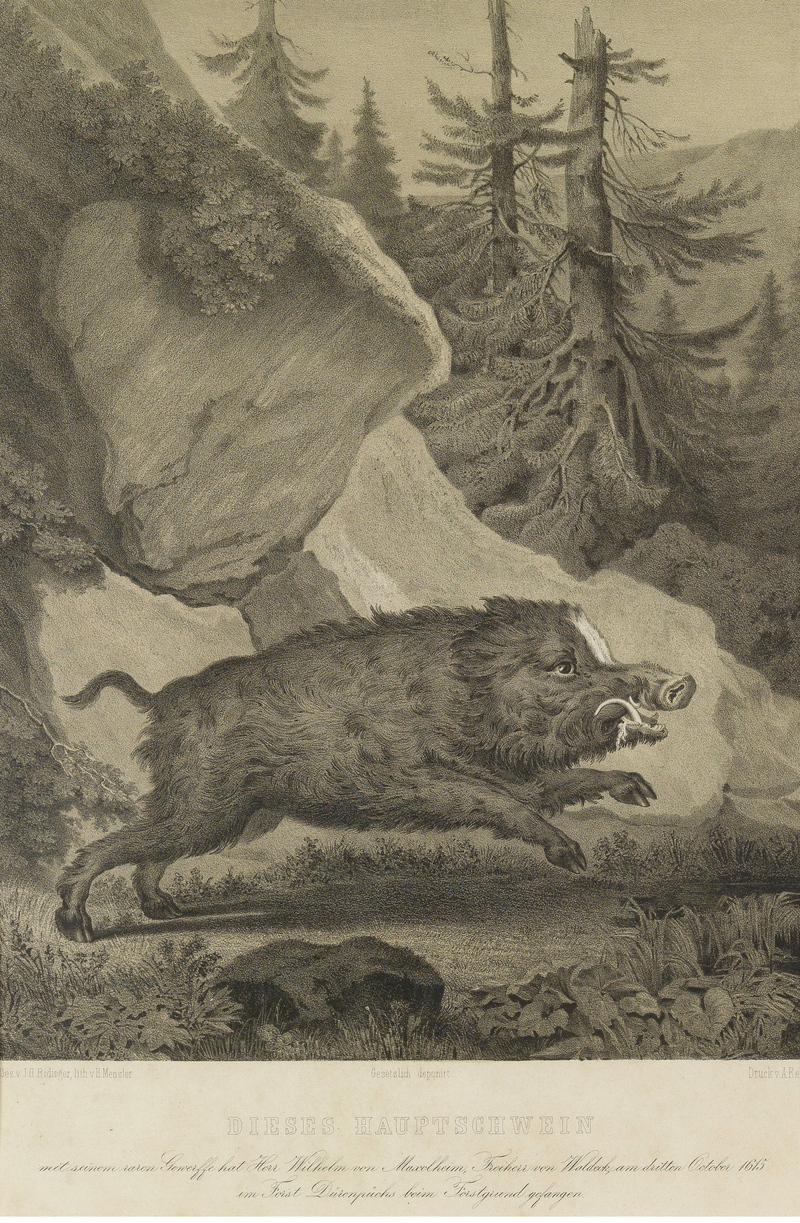 wild boar (Sus scrofa); DISPLAY FULL IMAGE.