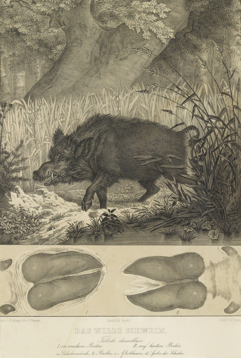 wild boar (Sus scrofa); DISPLAY FULL IMAGE.