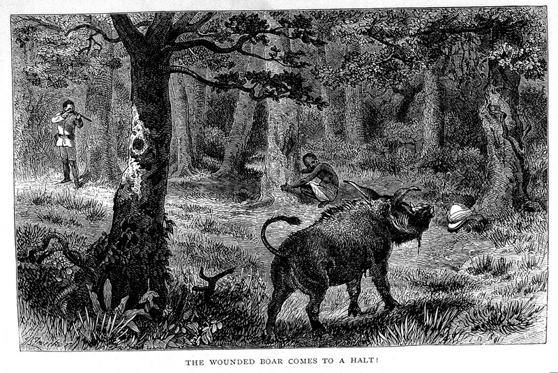 wild boar (Sus scrofa); DISPLAY FULL IMAGE.