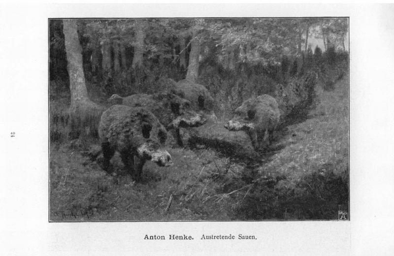 wild boar (Sus scrofa); DISPLAY FULL IMAGE.