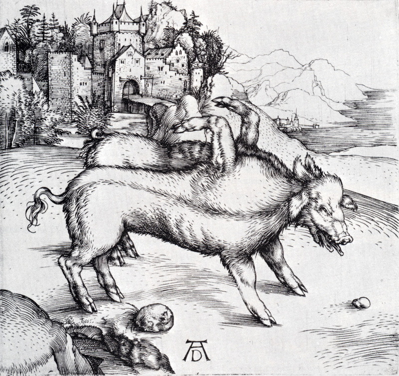 wild boar (Sus scrofa); DISPLAY FULL IMAGE.