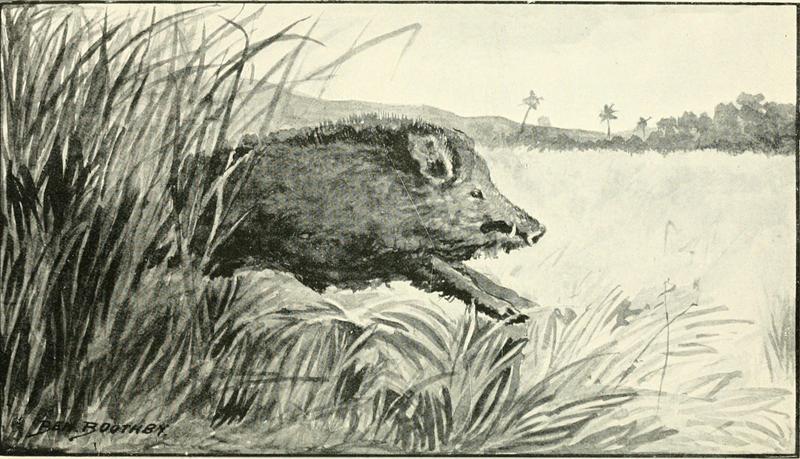 wild boar (Sus scrofa); DISPLAY FULL IMAGE.
