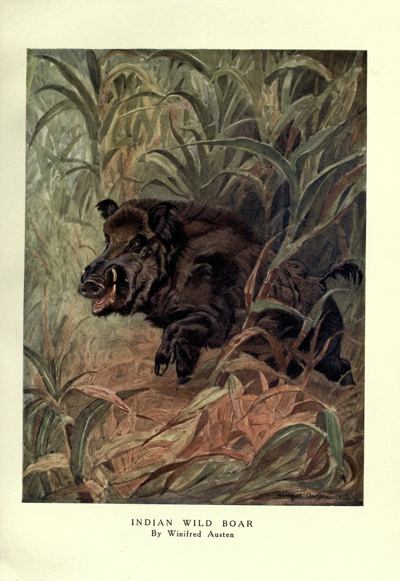 wild boar (Sus scrofa); DISPLAY FULL IMAGE.