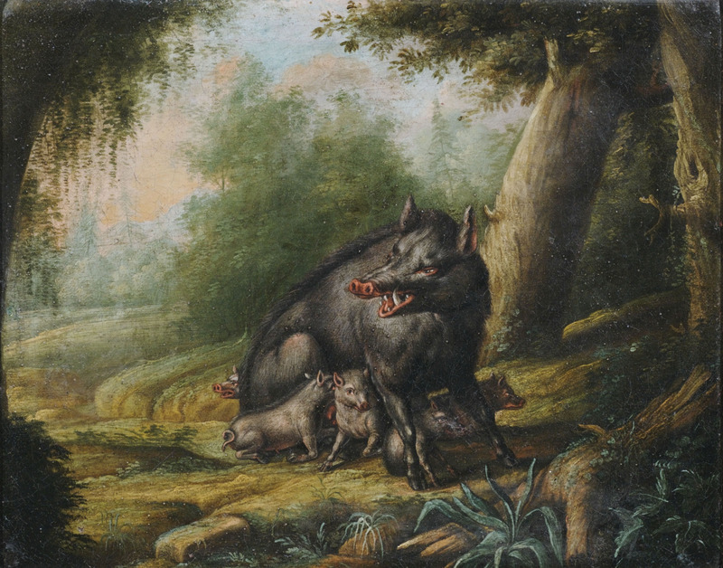wild boar (Sus scrofa); DISPLAY FULL IMAGE.