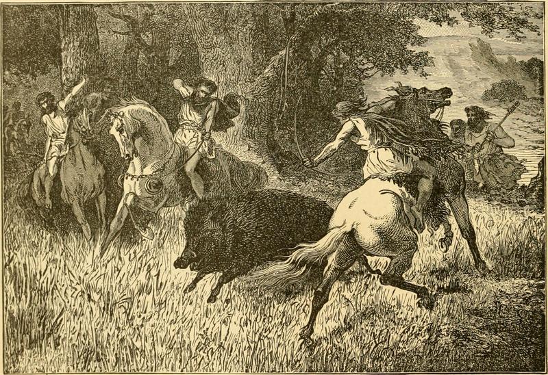 wild boar (Sus scrofa); DISPLAY FULL IMAGE.