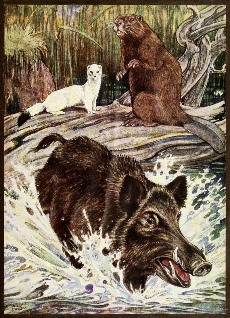 wild boar (Sus scrofa); DISPLAY FULL IMAGE.