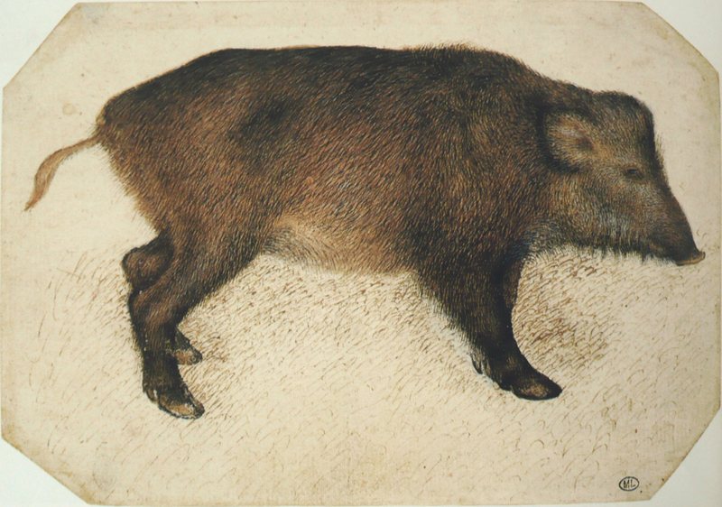 wild boar (Sus scrofa); DISPLAY FULL IMAGE.
