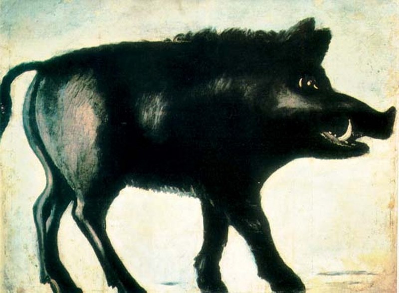 wild boar (Sus scrofa); DISPLAY FULL IMAGE.