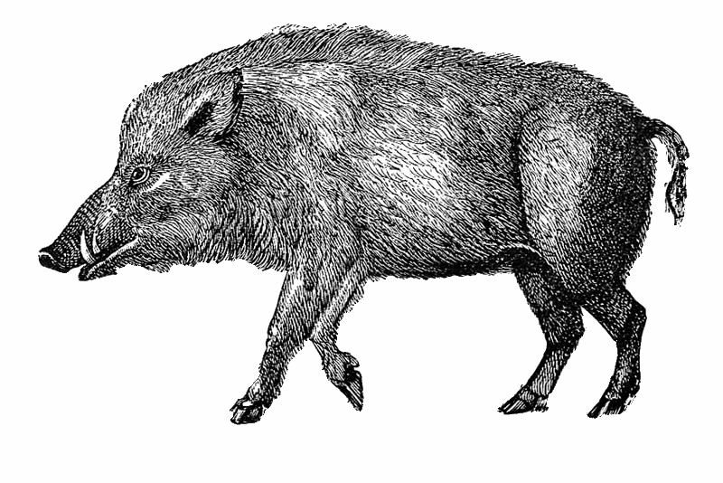 wild boar (Sus scrofa); DISPLAY FULL IMAGE.