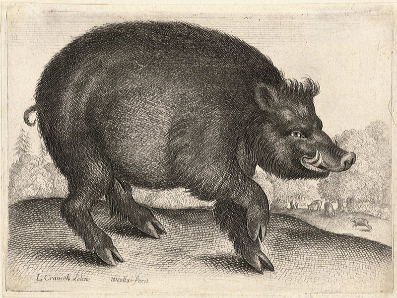 wild boar (Sus scrofa); DISPLAY FULL IMAGE.