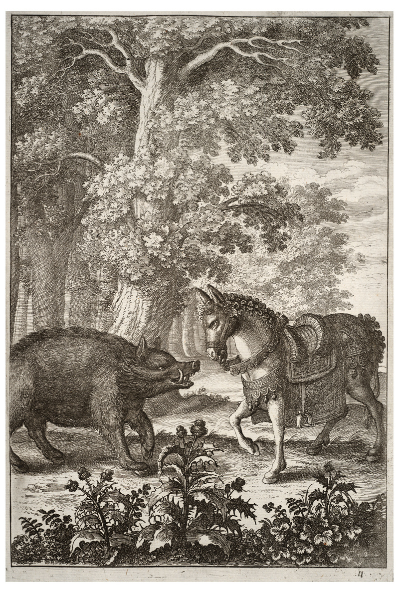 wild boar (Sus scrofa); DISPLAY FULL IMAGE.