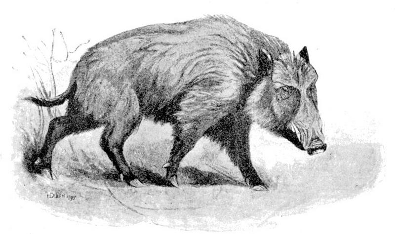 wild boar (Sus scrofa); DISPLAY FULL IMAGE.