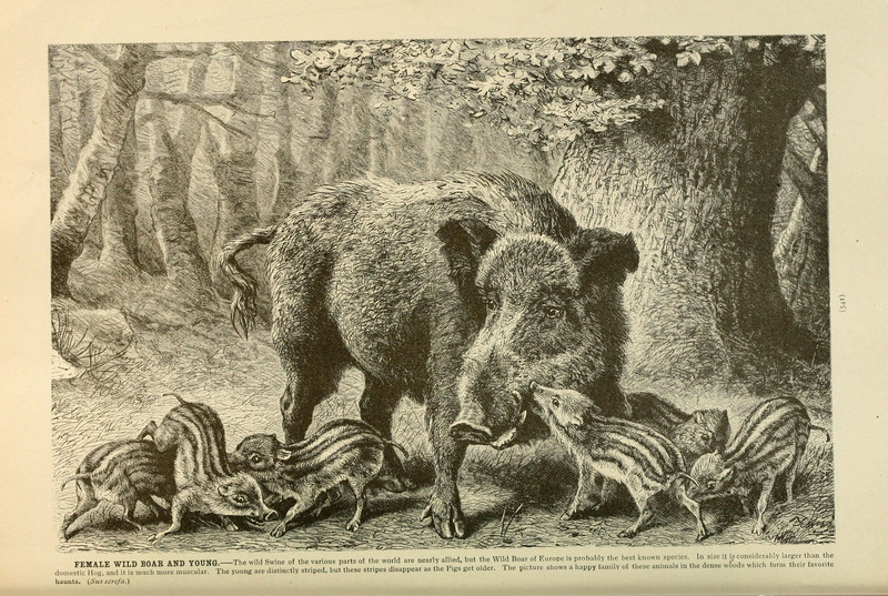 wild boar (Sus scrofa); DISPLAY FULL IMAGE.