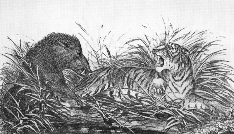 wild boar (Sus scrofa); DISPLAY FULL IMAGE.