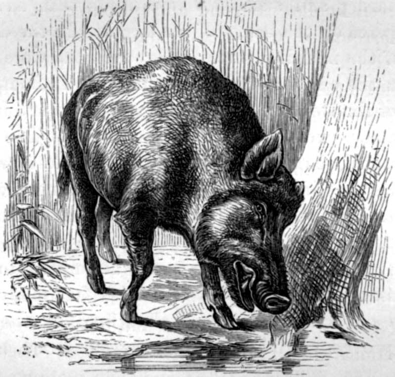 wild boar (Sus scrofa); DISPLAY FULL IMAGE.