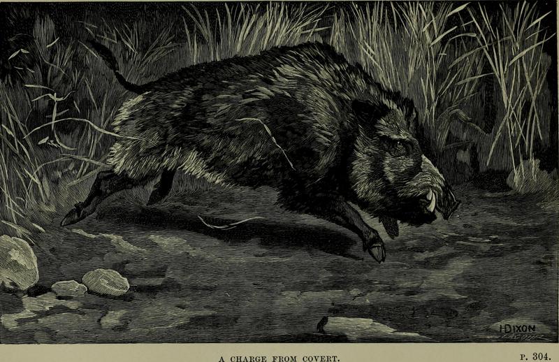 wild boar (Sus scrofa); DISPLAY FULL IMAGE.