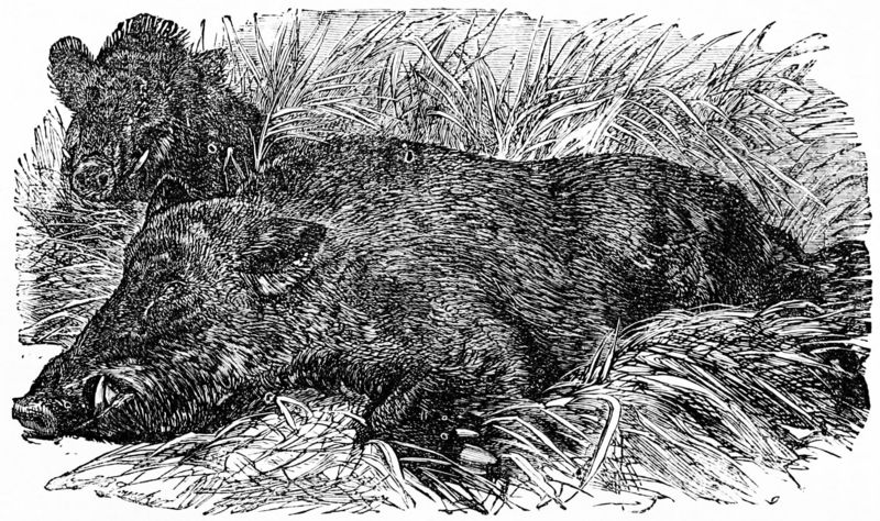 wild boar (Sus scrofa); DISPLAY FULL IMAGE.