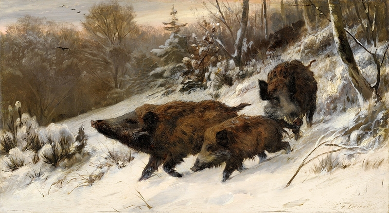 wild boar (Sus scrofa); DISPLAY FULL IMAGE.