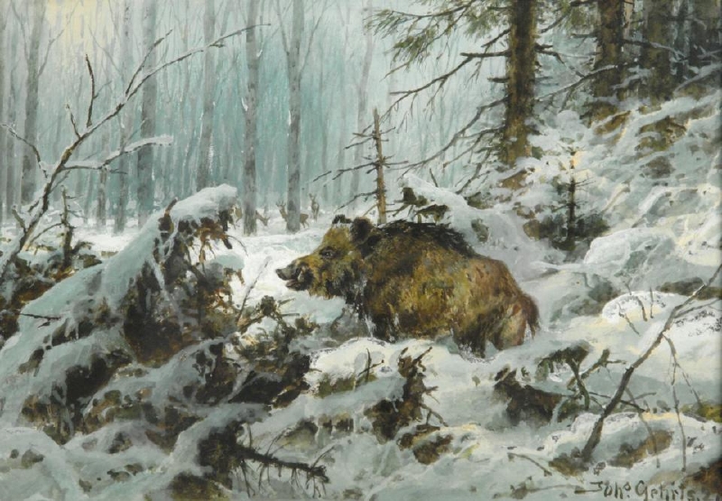 wild boar (Sus scrofa); DISPLAY FULL IMAGE.