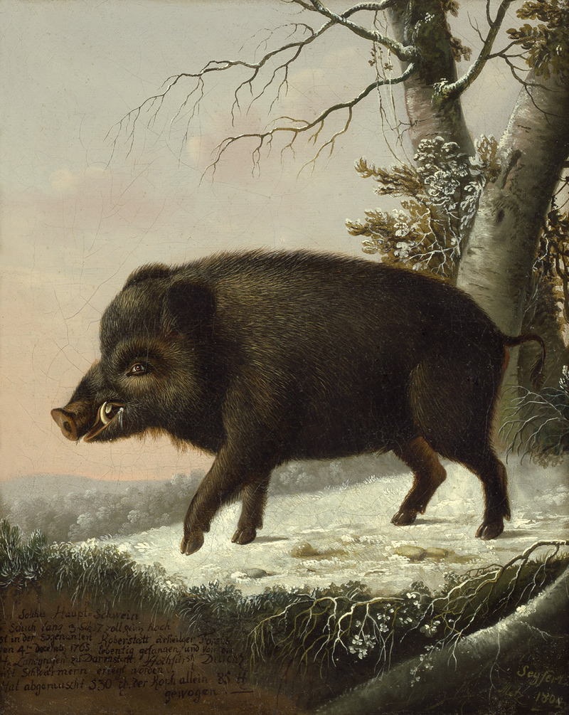 wild boar (Sus scrofa); DISPLAY FULL IMAGE.