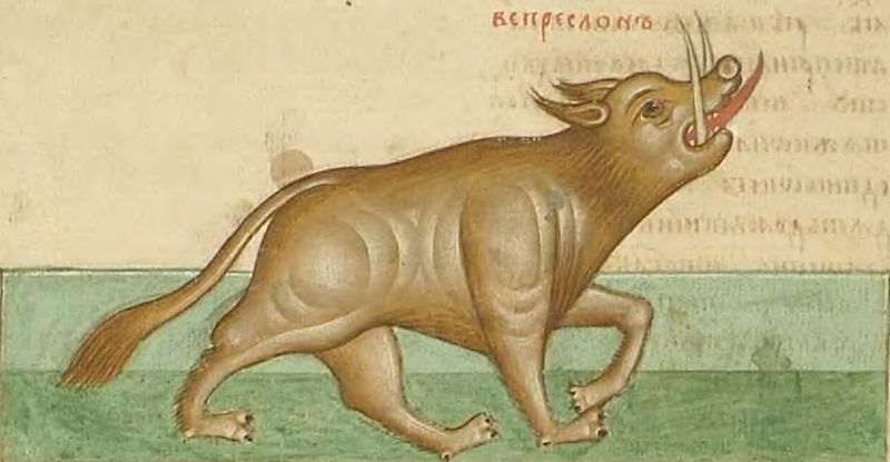 wild boar (Sus scrofa); DISPLAY FULL IMAGE.