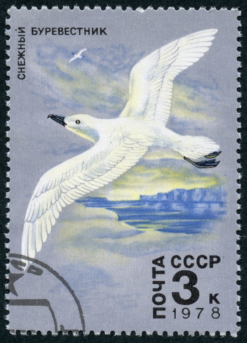 snow petrel (Pagodroma nivea); DISPLAY FULL IMAGE.