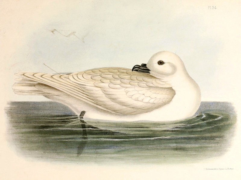 snow petrel (Pagodroma nivea); DISPLAY FULL IMAGE.