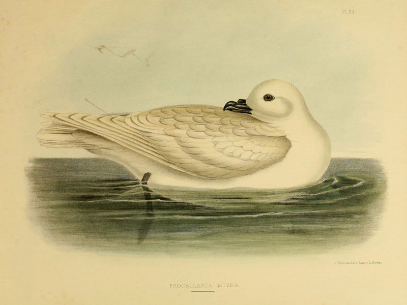 snow petrel (Pagodroma nivea); DISPLAY FULL IMAGE.