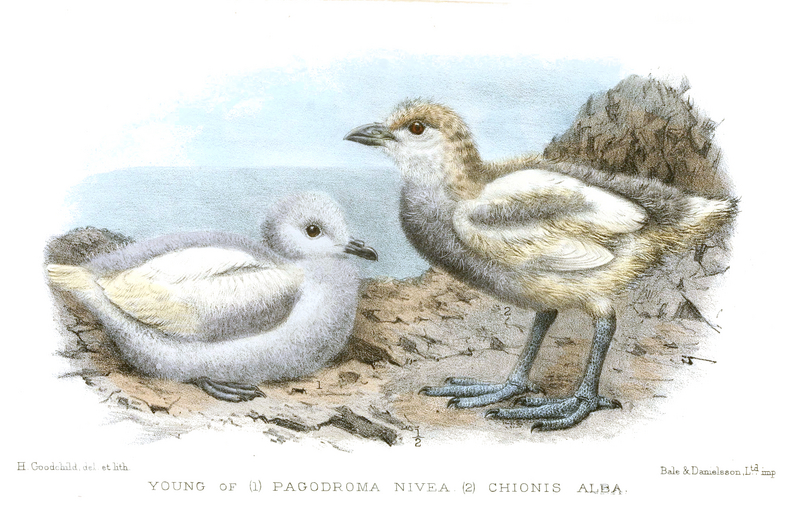 snow petrel (Pagodroma nivea), snowy sheathbill (Chionis albus); DISPLAY FULL IMAGE.