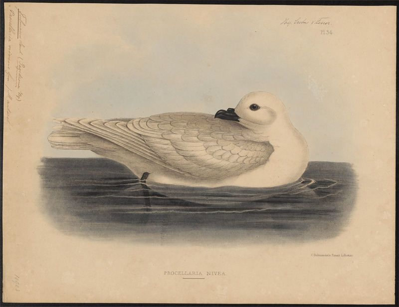 snow petrel (Pagodroma nivea); DISPLAY FULL IMAGE.